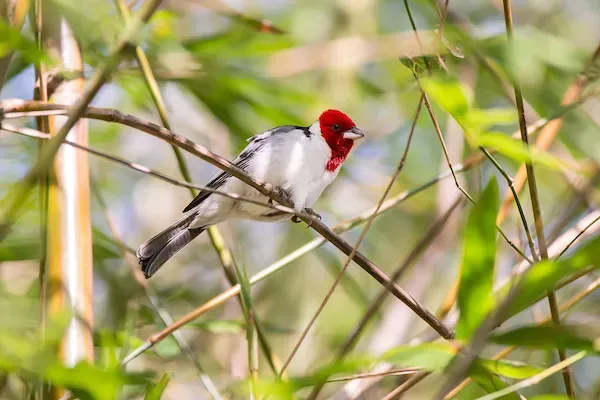 File:Cardeal-do-nordeste (Paroaria dominicana) - Red-cowled Cardinal.jpg