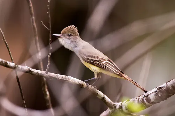 File:Maria-cavaleira (Myiarchus ferox) - Short-crested Flycatcher.jpg