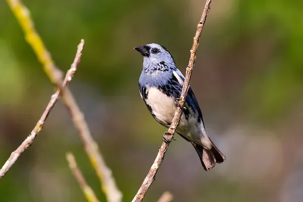 File:Cambada-de-chaves (Tangara brasiliensis) - White-bellied Tanager.jpg