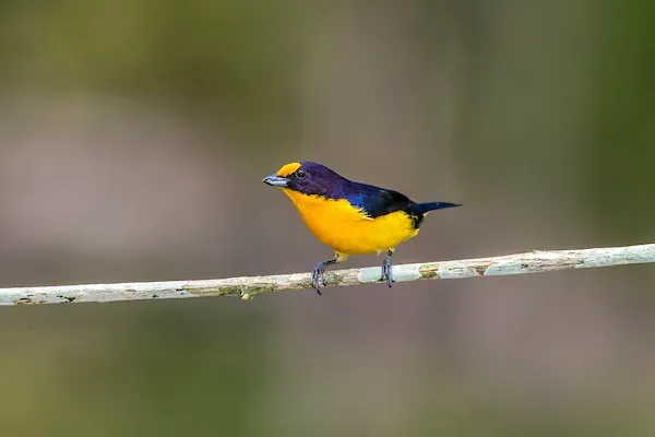 File:201309010106-Gaturamo-verdadeiro (Euphonia violacea) - Violaceous Euphonia.jpg