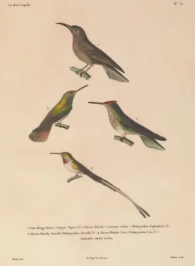 File:Myzomela eques Sephanoides sephaniodes Amazilia amazilia Thaumastura cora.jpg