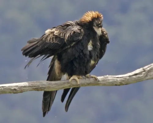File:Wedge-tailed Eagle (Aquila audax).jpg