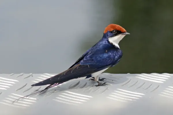 File:Wire-tailed swallow (Hirundo smithii smithii).jpg