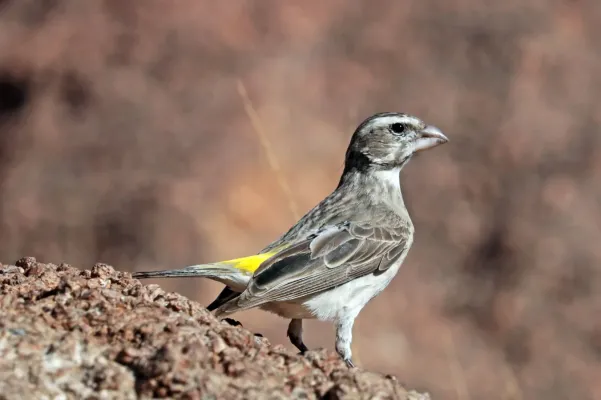File:White-throated canary (Crithagra albogularis crocopygia).jpg