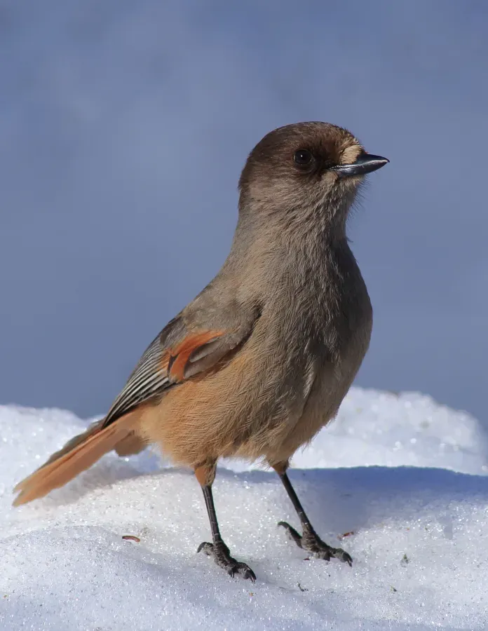 File:Perisoreus infaustus Kittilä 20180418 01.jpg