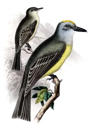 File:Tyrannus couchiiAQBIP11CA.jpg