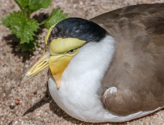 File:Vanellus miles - Karlsruhe Zoo 01.jpg