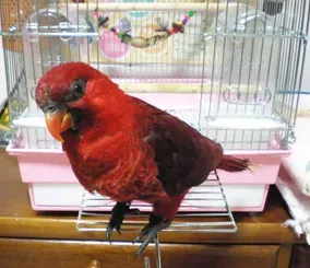 File:Chalcopsitta cardinalis -pet-6a.jpg