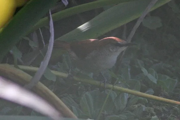 File:Curve-billed Reedhaunter (Limnornis curvirostris) (8077526542).jpg
