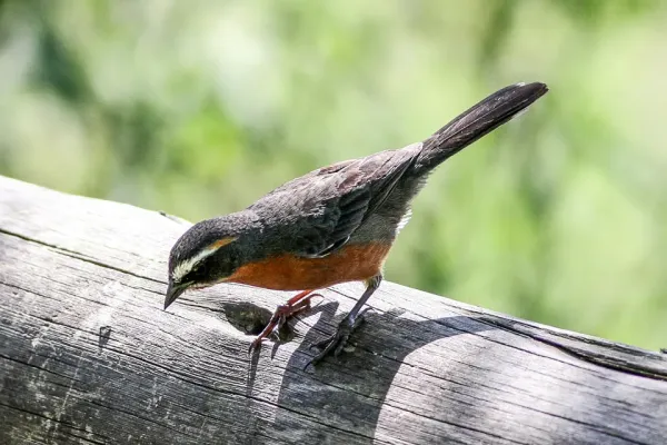 File:Black & Rufous Warbling-Finch (Poospiza nigrorufa) (8077536453).jpg