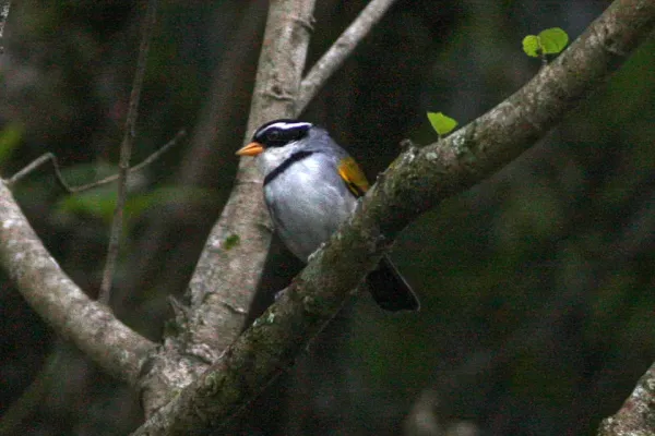 File:Saffron-billed Sparrow (Arremon flavirostris) (8077540383).jpg