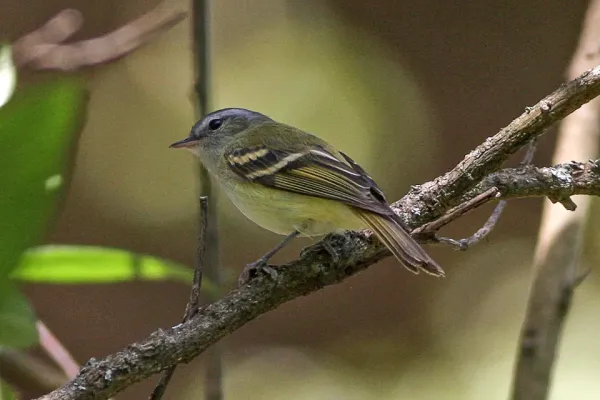 File:Buff-banded Tyrannulet (Mecocerculus hellmayri) (8077544027).jpg