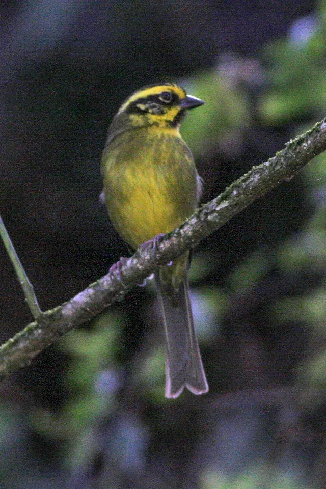 File:Yellow-striped Brush-Finch (Atlapetes citrinellus) (8077535736).jpg
