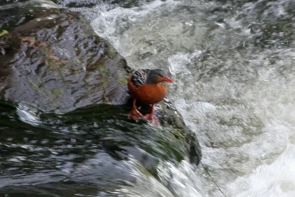 File:Torrent Duck (Merganetta armata) (8077545159).jpg