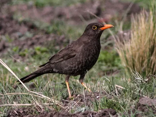 File:Chiguanco Thrush (Turdus chiguanco) (8077551935).jpg