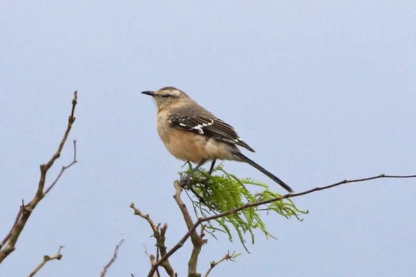 File:Patagonian Mockingbird (Mimus patagonicus) (8077546452).jpg