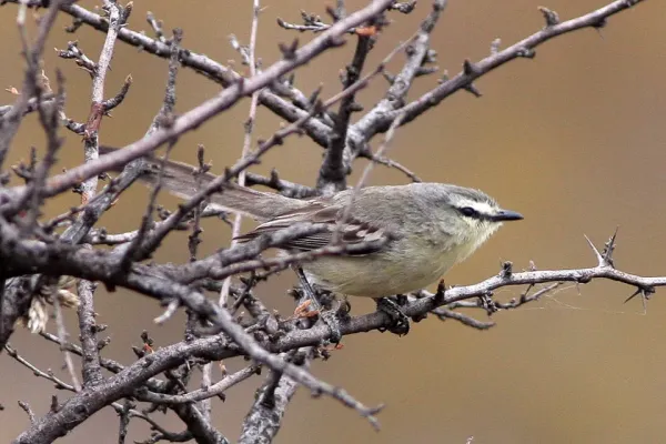 File:Greater Wagtail-Tyrant (Stigmatura budytoides) (8077555709).jpg