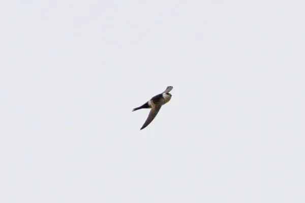 File:Andean Swift (Aeronautes andecolus) (8077548574).jpg