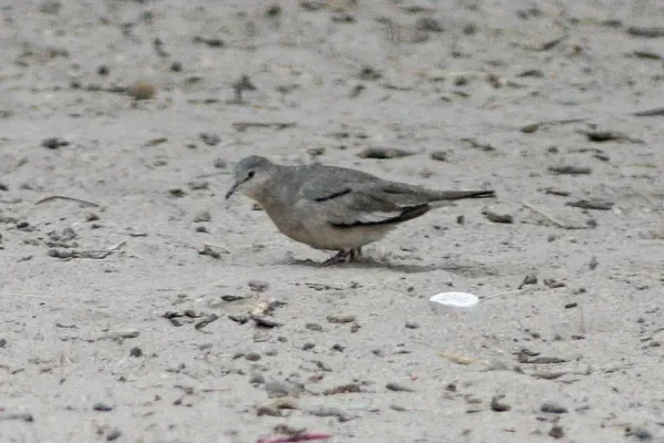 File:Picui Ground-Dove (Columbina picui) (8077557765).jpg