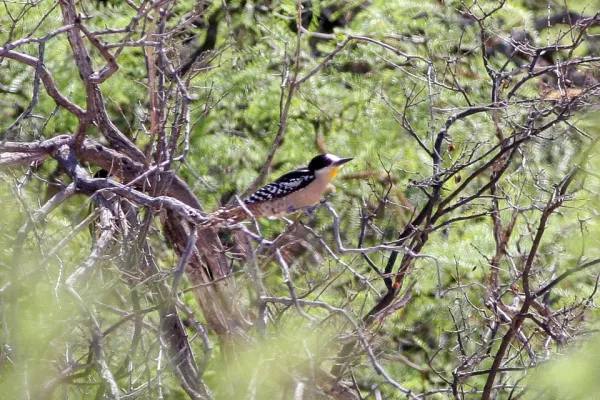File:White-fronted Woodpecker (Melanerpes cactorum) (8077550246).jpg