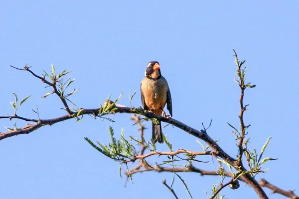 File:Golden-billed Saltator (Saltator aurantiirostris) (8077553568).jpg