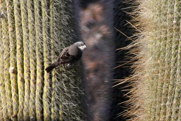 File:Common Diuca-Finch (Diuca diuca) (8077560028).jpg