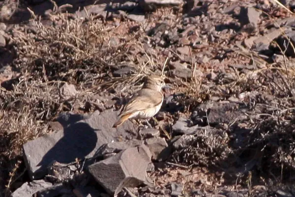 File:Slender-billed Miner (Geositta tenuirostris) (8077561574).jpg
