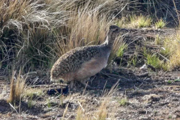 File:Ornate Tinamou (Nothoprocta ornata) (8077562994).jpg