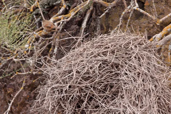 File:Streak-fronted Thornbill (Phacellodomus striaticeps) (8077573879).jpg