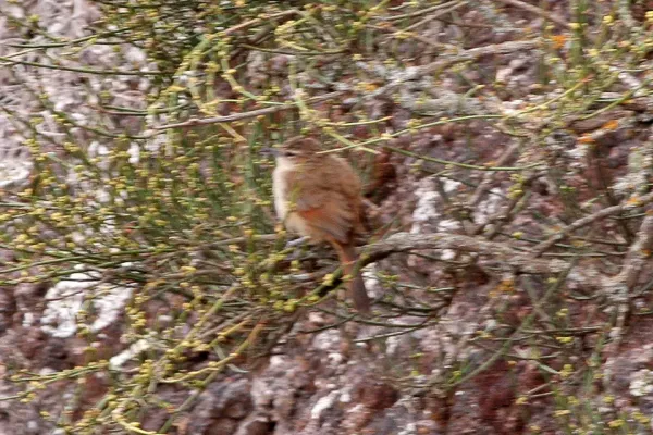 File:Streak-fronted Thornbill (Phacellodomus striaticeps) (8077574349).jpg