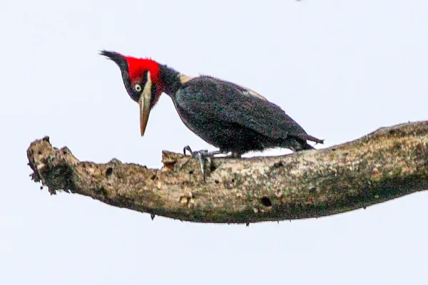 File:Cream-backed Woodpecker (Campephilus leucopogon) (8077580915).jpg