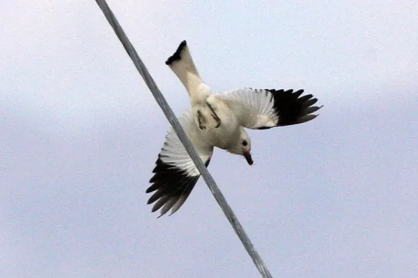 File:White Monjita (Xolmis irupero) (8077583605).jpg