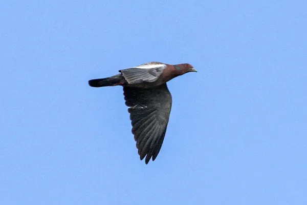 File:Picazuro Pigeon (Patagioenas picazuro) (8077575098).jpg
