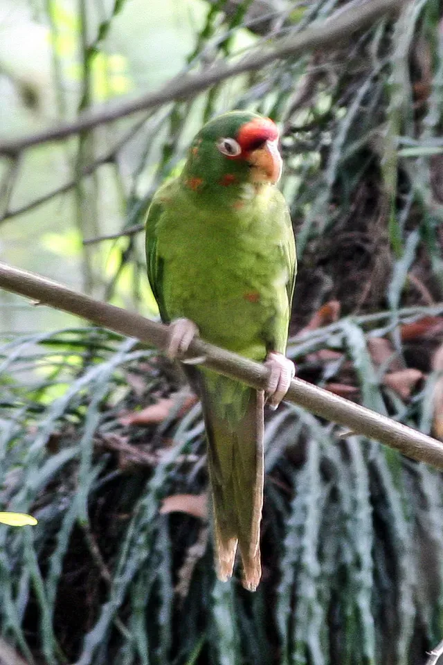 File:Mitred Parakeet (Psittacara mitratus) (8077585317).jpg
