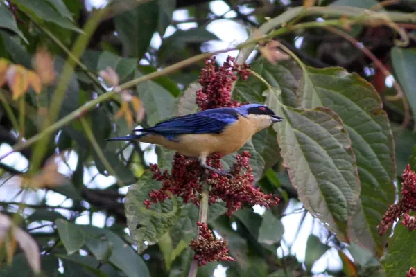 File:Fawn-breasted Tanager (Pipraeidea melanonota) (8077578286).jpg