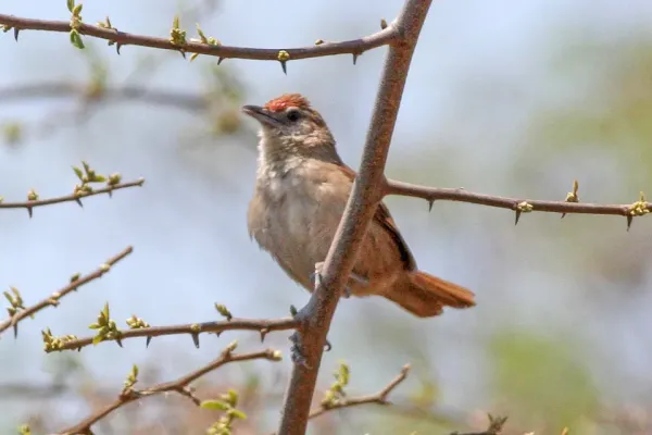 File:Rufous-fronted Thornbird (Phacellodomus rufifrons) (8077579196).jpg