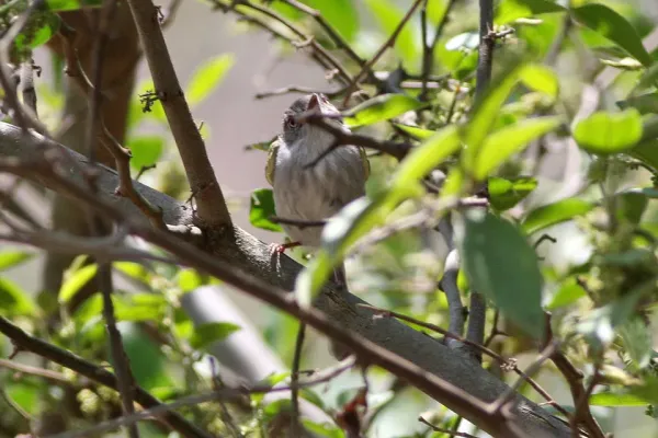 File:Pearly-vented Tody-Tyrant (Hemitriccus margaritaceiventer) (8077579672).jpg