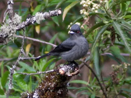 File:Plumbeous Tyrant (Knipolegus cabanisi) (8077581444).jpg