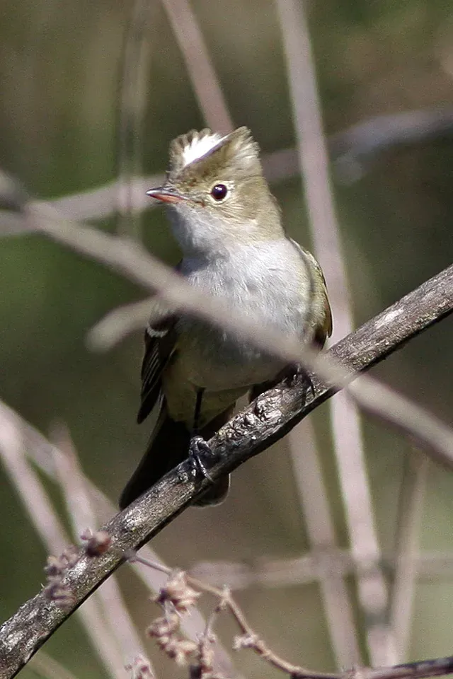 File:White-crested Tyrannulet (Serpophaga subcristata) (8077583072).jpg