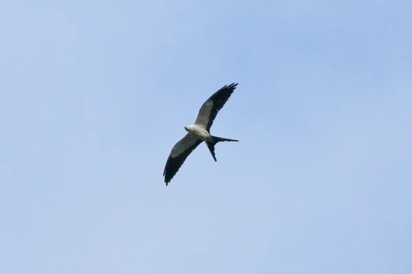 File:Swallow-tailed Kite (Elanoides forficatus) (8077585256).jpg