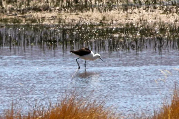 File:Andean Avocet (Recurvirostra andina) (8077589566).jpg