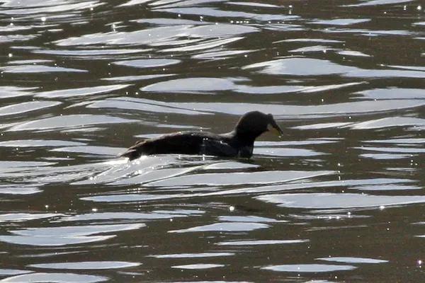 File:Horned Coot (Fulica cornuta) (8077606945).jpg