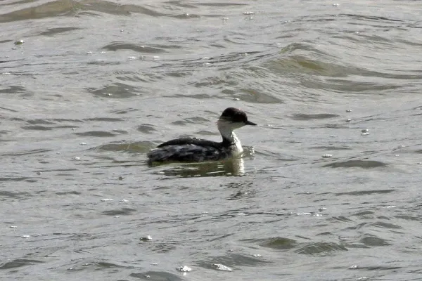 File:Silvery Grebe (Podiceps occipitalis) (8077598408).jpg