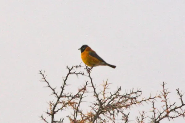 File:Black-hooded Sierra-Finch (Phrygilus atriceps) (8077610065).jpg