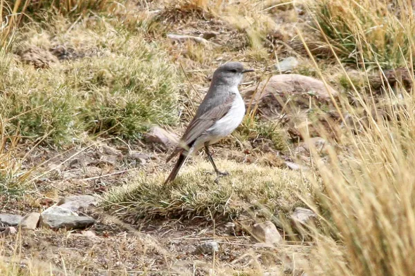 File:Cinereous Ground-Tyrant (Muscisaxicola cinereus) (8077602464).jpg