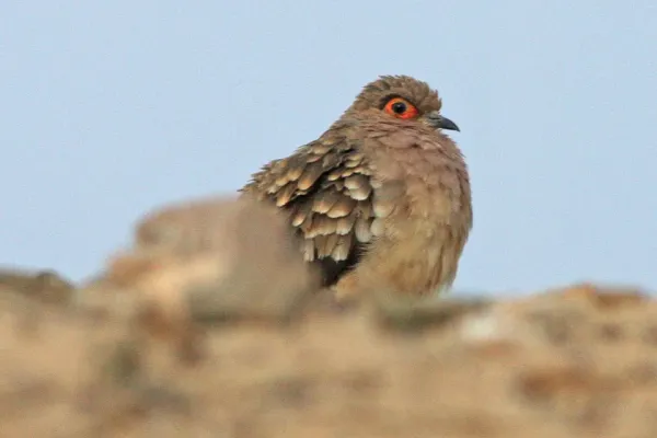 File:Bare-faced Ground-Dove (Metriopelia ceciliae) (8077615339).jpg