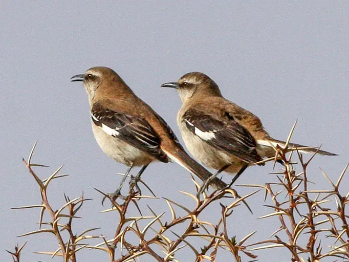 File:Brown-backed Mockingbird (Mimus dorsalis) (8077607184).jpg