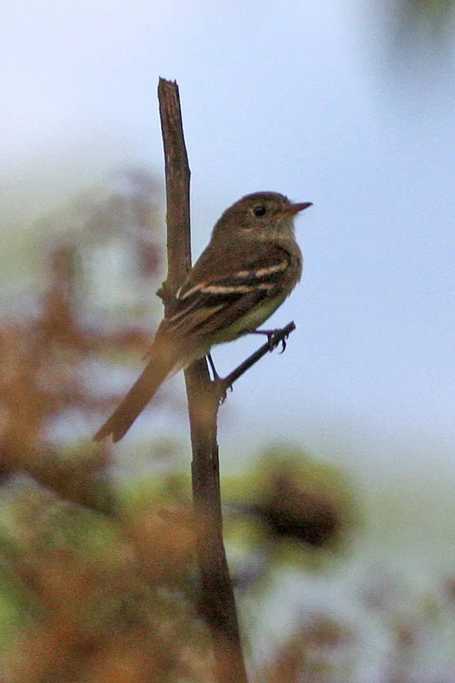File:Sclater's Tyrannulet (Phyllomyias sclateri) (8077624167).jpg