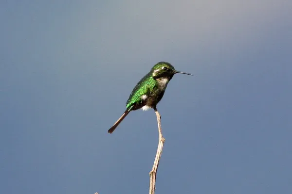 File:Slender-tailed Woodstar (Microstilbon burmeisteri) (8077616362).jpg
