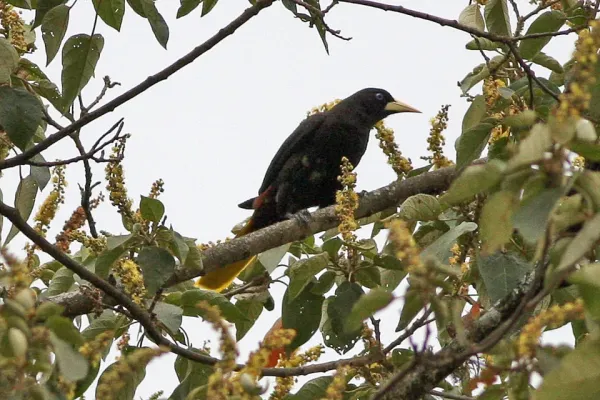 File:Crested Oropendola (Psarocolius decumanus) (8077626919).jpg